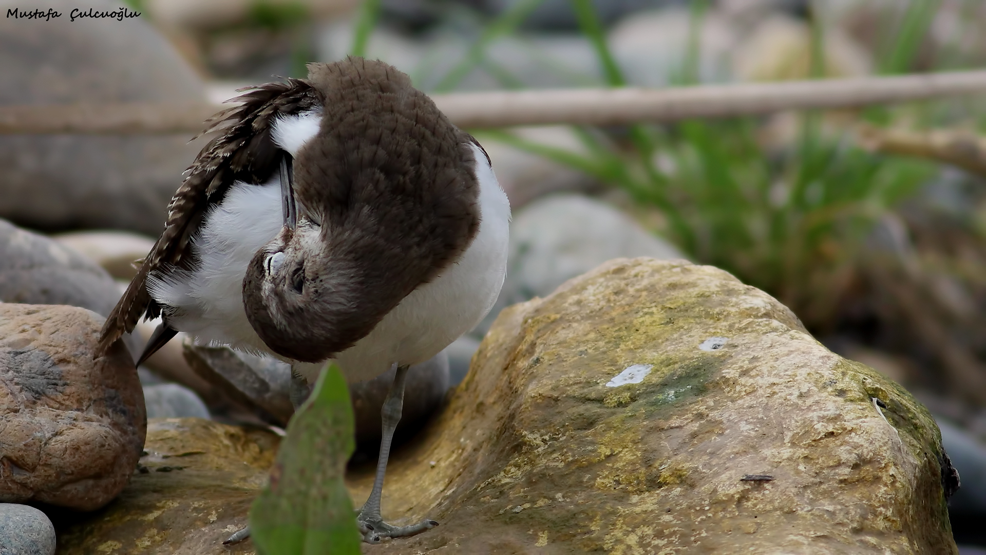 Common Sandpiper